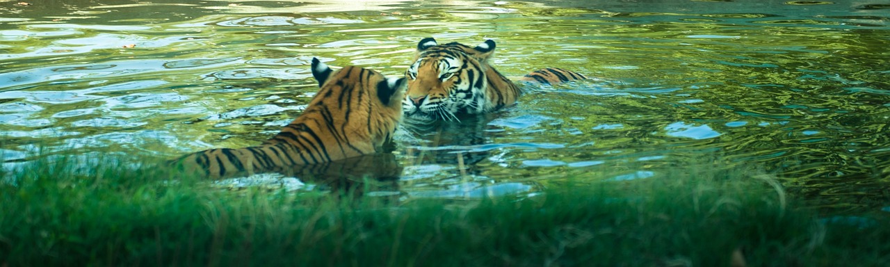 Celebrating the Year of the Tiger - Chinese Zodiac Traditions